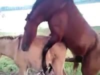 Beastiality taboo horse fucking her sister